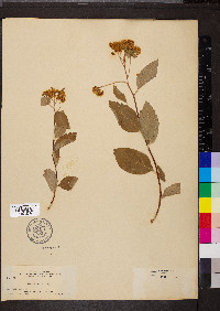 Spiraea lucida image