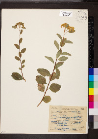 Spiraea lucida image
