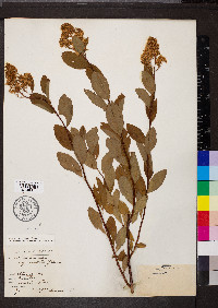 Spiraea pyramidata image