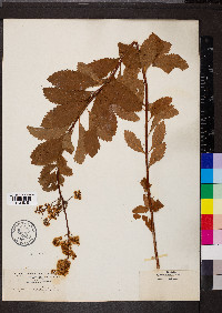 Spiraea salicifolia image