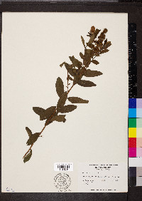 Spiraea salicifolia image