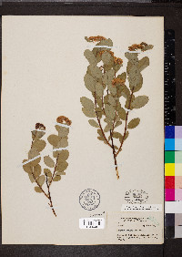 Spiraea splendens image