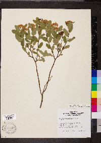 Spiraea stevenii image