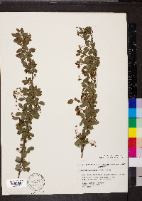 Spiraea × vanhouttei image