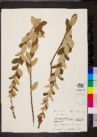 Spiraea tomentosa image