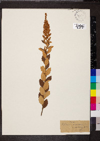 Spiraea tomentosa image