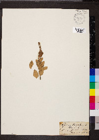 Spiraea tomentosa image