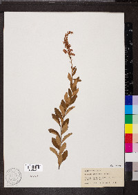 Spiraea tomentosa image