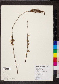 Spiraea tomentosa image