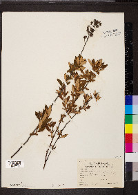 Spiraea tomentosa image