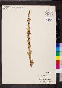 Spiraea tomentosa image