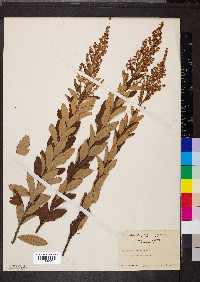 Spiraea tomentosa image