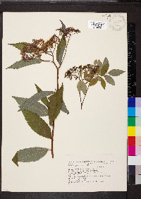 Spiraea japonica image