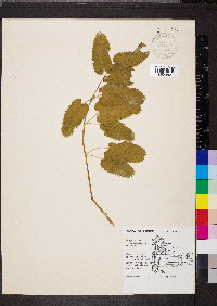 Sanguisorba canadensis image