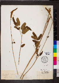 Sanguisorba canadensis image