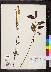 Sanguisorba canadensis image