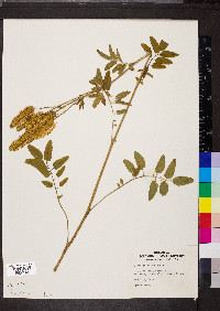 Sanguisorba canadensis image