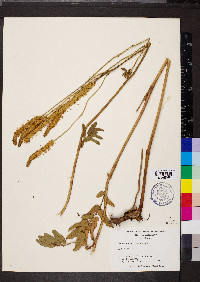 Sanguisorba canadensis image