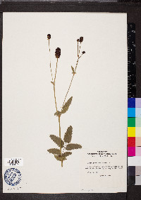 Sanguisorba officinalis image