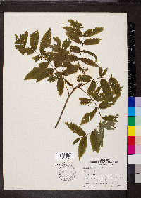 Sorbus americana image