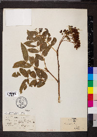 Sorbus sambucifolia image