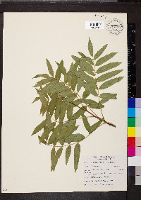 Sorbus scopulina image