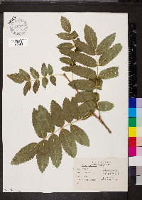 Sorbus scopulina image