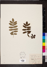 Sorbus scopulina image