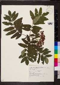 Sorbus aucuparia image