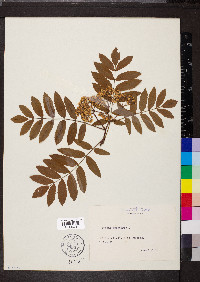 Sorbus aucuparia image