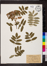 Sorbus sambucifolia image