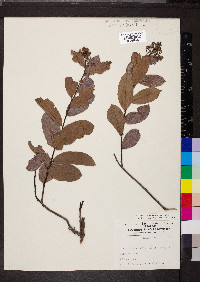 Geobalanus oblongifolius image