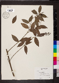 Hirtella triandra image