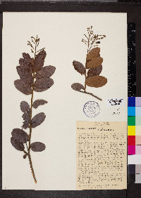 Media resource of Hirtella ciliata