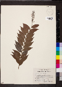 Hirtella racemosa image