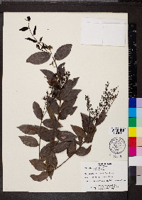 Hirtella racemosa image
