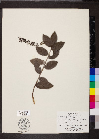 Hirtella racemosa image