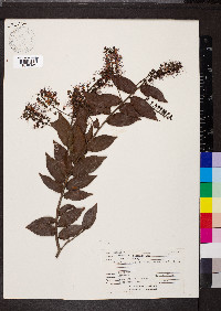 Hirtella racemosa image