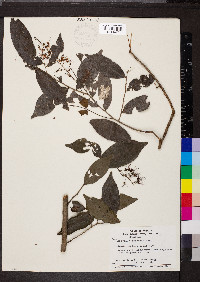 Hirtella racemosa image