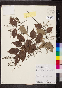 Licania hypoleuca image