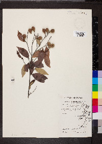 Licania hypoleuca image