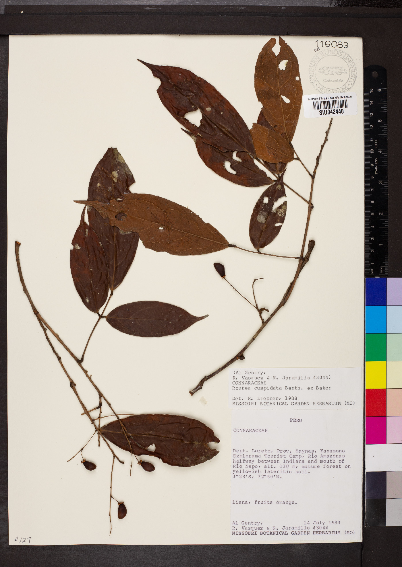 Rourea cuspidata image