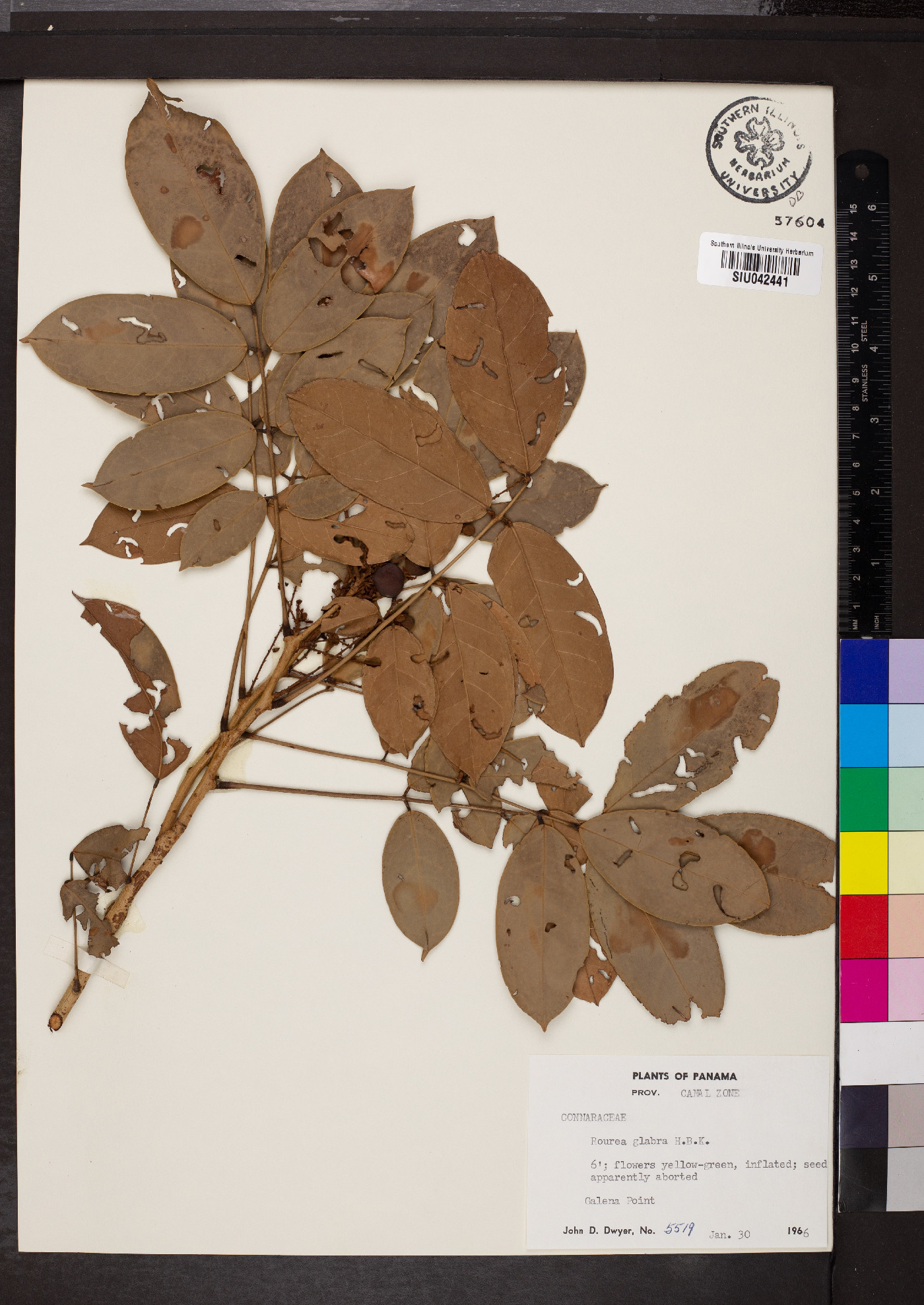 Rourea glabra image
