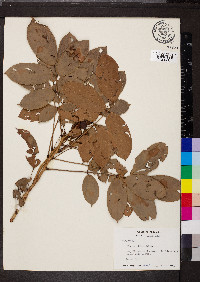 Rourea glabra image