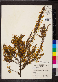 Acacia acinacea image