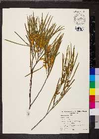 Acacia acuminata image