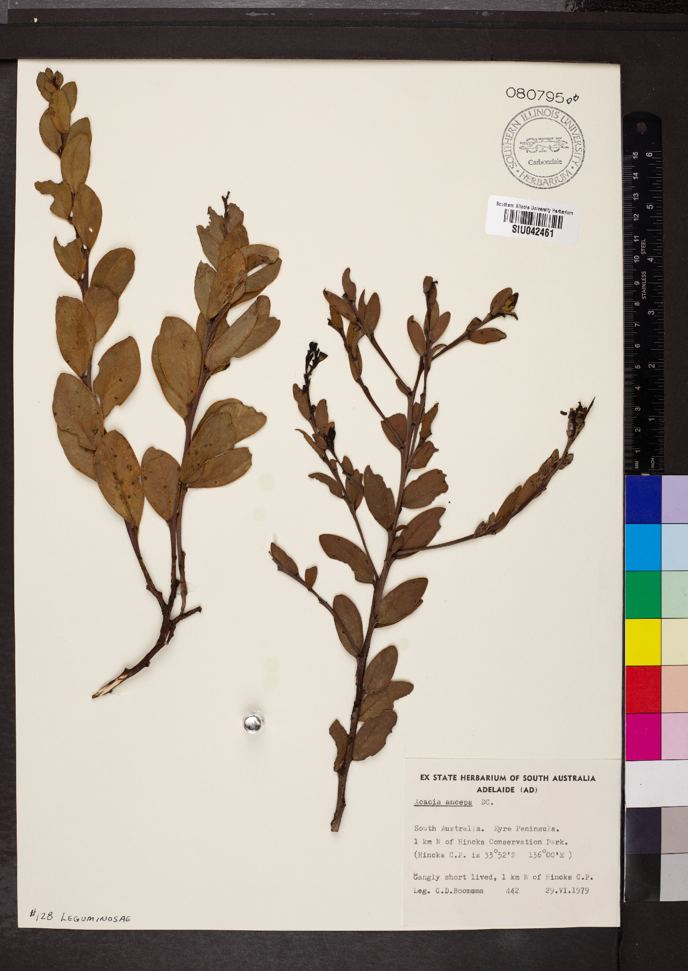 Acacia anceps image