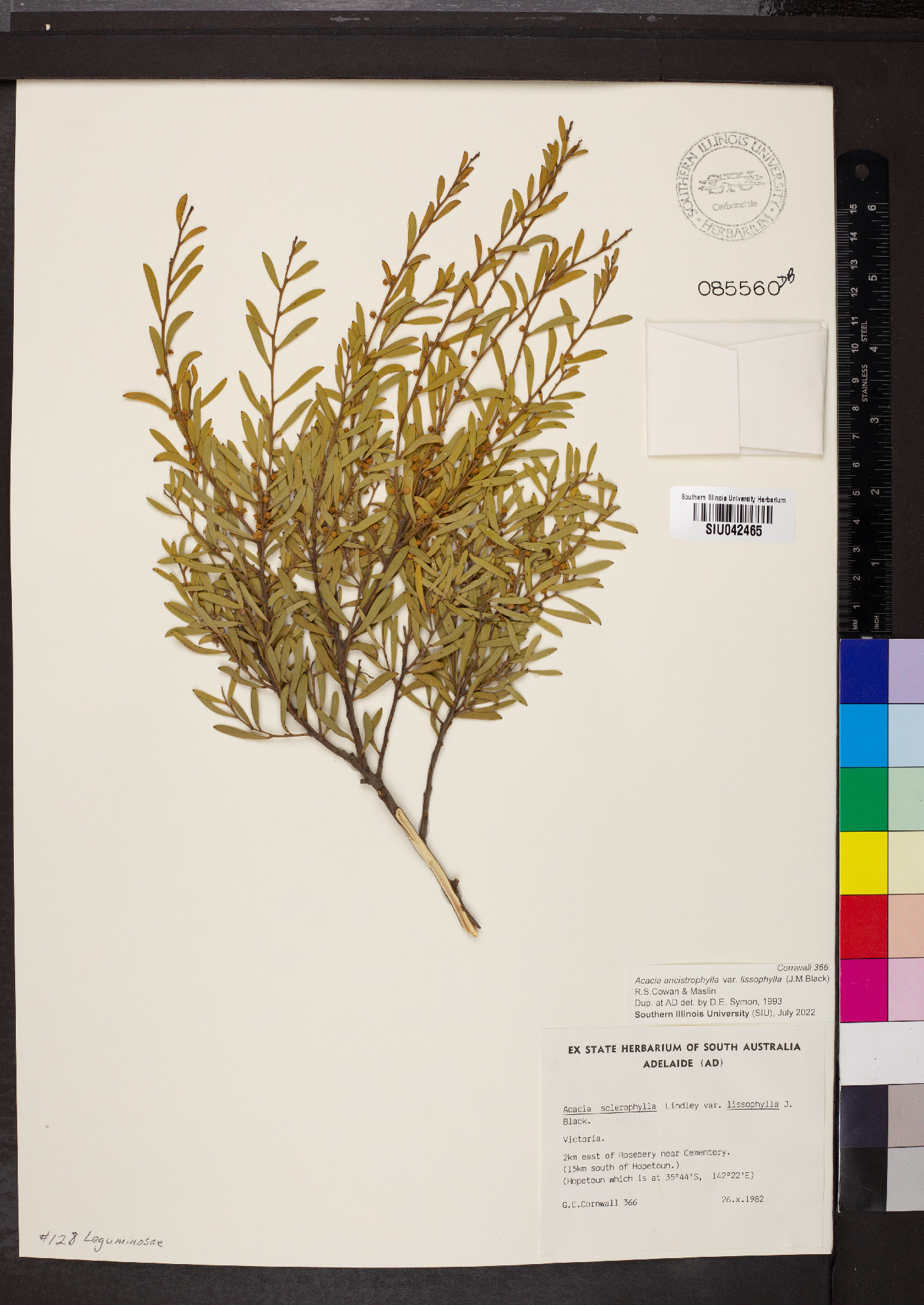 Acacia ancistrophylla image