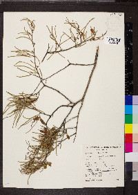 Acacia aneura image