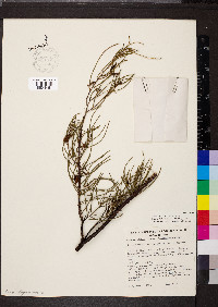 Acacia aneura image